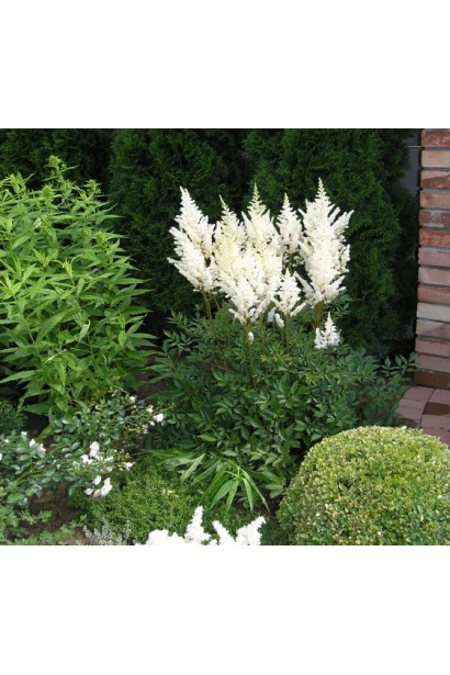 Астильба Арендса Браутшлеєр в ландшафті